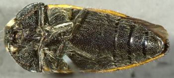 Media type: image;   Entomology 2719 Aspect: habitus ventral view